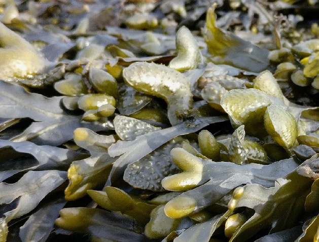  Une palette en bio-plastique associant algues et polypropylène 