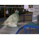 Devis Convoyeur automatisé pour sacs, ORION